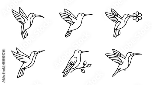 collection of hummingbird, minimal thin icon vector set , white background , PNG and SVG isolate