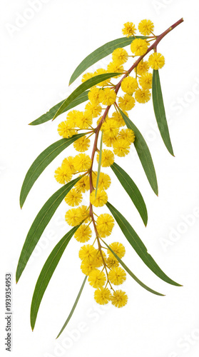 Golden wattle Australia