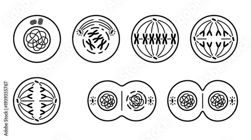 collection of mitosis, minimal thin icon vector set , white background , PNG and SVG isolate