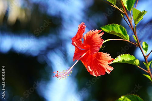 Vibrant red hibiscus flowers in full bloom outdoors
