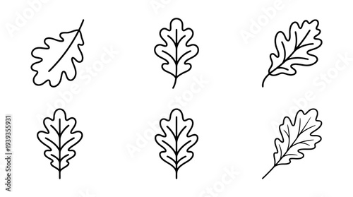 collection of oak leaf, minimal thin icon vector set , white background , PNG and SVG isolate