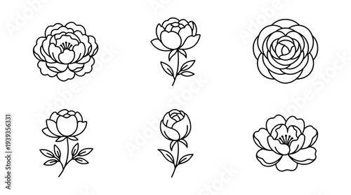 collection of peony, minimal thin icon vector set , white background , PNG and SVG isolate