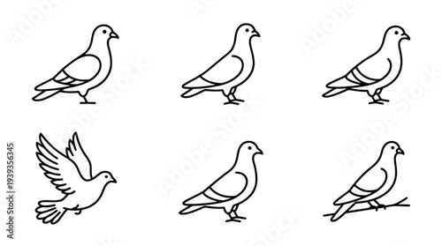 collection of pigeon, minimal thin icon vector set , white background , PNG and SVG isolate