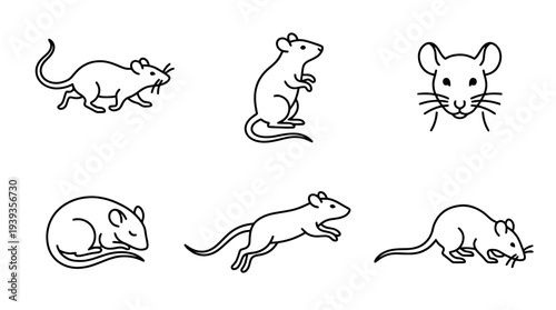 collection of rat, minimal thin icon vector set , white background , PNG and SVG isolate