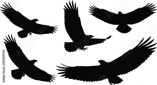 Bird of prey silhouettes with eagles and hawks in flight, vector illustration for ornithology, wildlife, nature, motion, design