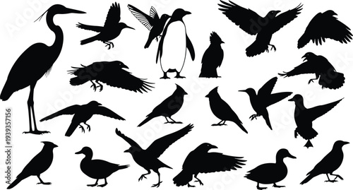 Bird silhouettes collection featuring diverse species in flying, standing, perched poses, vector illustration for wildlife, ornithology, education, nature, and design themes
