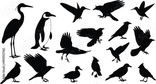 Bird silhouettes collection featuring diverse species, flying and standing poses, vector illustration for ornithology, wildlife, nature, education, and design themes