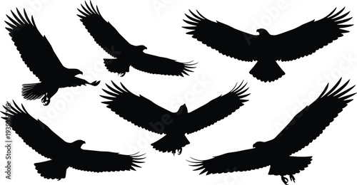 Bird silhouettes in flight with broad wings, raptor illustration vector art, eagle and hawk flying posture design for nature