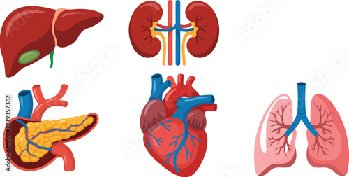 Human Internal Organs Icon Set Liver, Kidneys, Heart, Lungs, and More