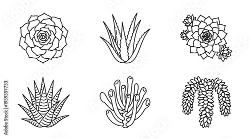 collection of succulent, minimal thin icon vector set , white background , PNG and SVG isolate