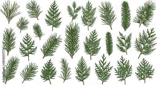 Coniferous tree branch silhouettes with pine, fir, spruce, cedar needle variations vector illustration for botany, forestry, nature, plant design