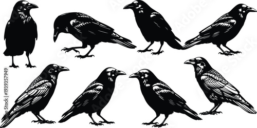 Crow and raven silhouettes illustration, black bird vector graphic, wildlife design, flying and standing poses, corvid species art, detailed bird silhouettes