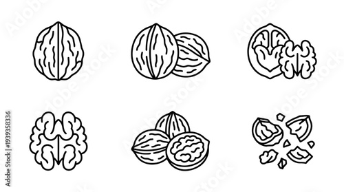collection of walnuts, minimal thin icon vector set , white background , PNG and SVG isolate