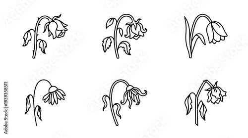 collection of wilted flower, minimal thin icon vector set , white background , PNG and SVG isolate