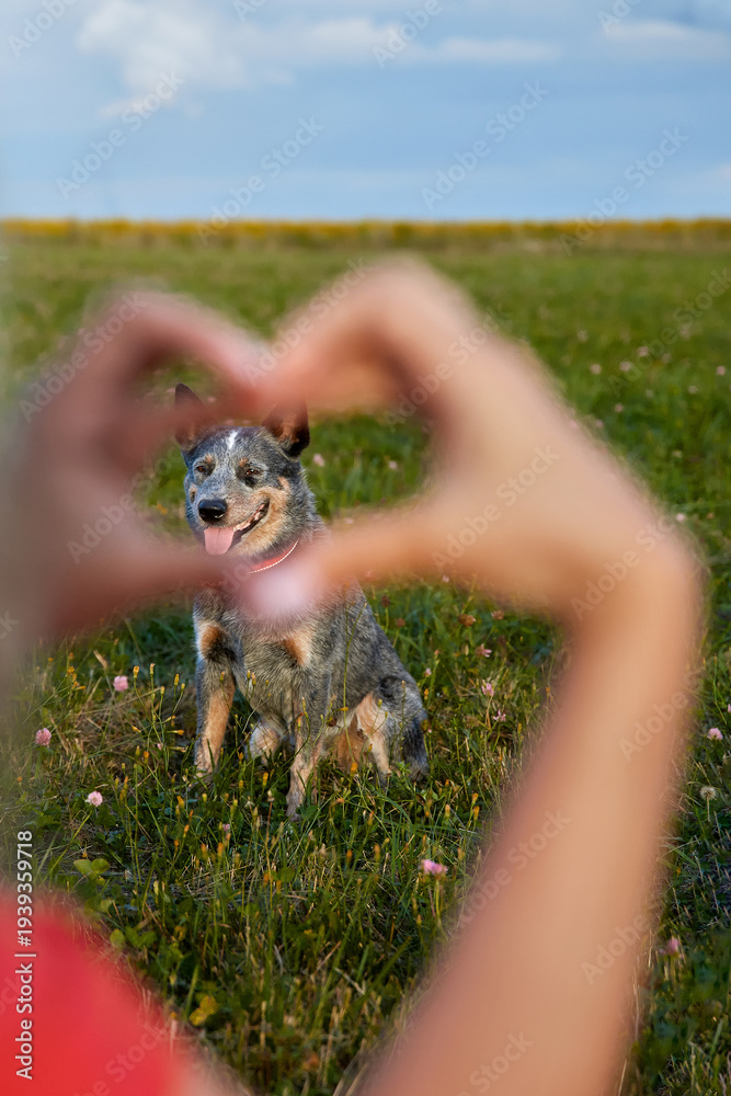 Obraz premium Happy Australian Cattle Dog framed by human hands forming a heart shape, symbolizing love, friendship, and connection in a sunny green meadow. Outdoor pet lifestyle, trust, joy, copy space. 