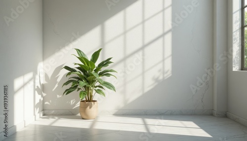 Minimalist Indoor Space with Sunlight Casting Shadows Over a Potted Plant by a Window