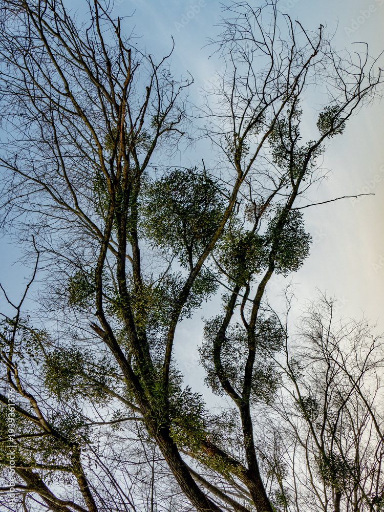 Fototapeta premium Viele Misteln auf einem Baum im Frühjahr
