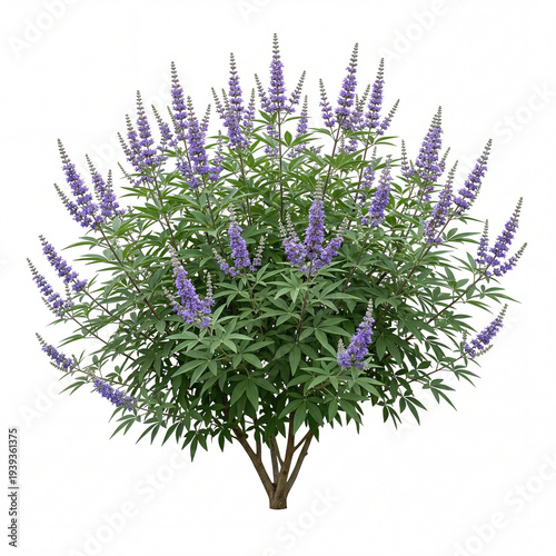 Chaste tree vitex
