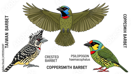 A vibrant and educational vector illustration showcasing the diverse beauty of exotic barbet bird species, featuring detailed depictions of colorful avian wildlife