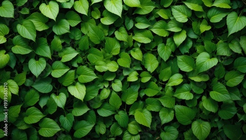 Dense Green Leaves Creating a Lush Natural Background in a Tranquil Environment