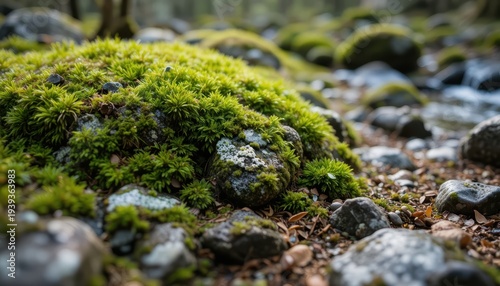 Close-Up View of Lush Green Moss Covering Rocks on a Forest Floor in Nature