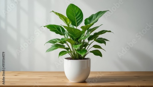 Indoor Peace Lily Plant in White Pot Positioned on a Wooden Table with Natural Light and Shadows