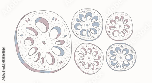 Kiwi Fruit Slices Isolated on White Background.