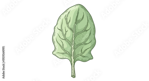 Single Green Leaf Illustration Isolated White.