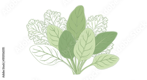 Basil Leaves Herb Plant Illustration Green.