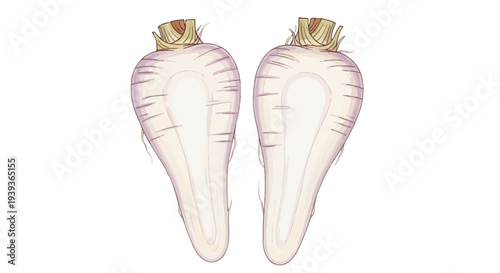 Two White Turnips or Rutabaga Roots.