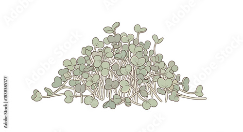 Bunch of Fresh Green Oregano Herbs.