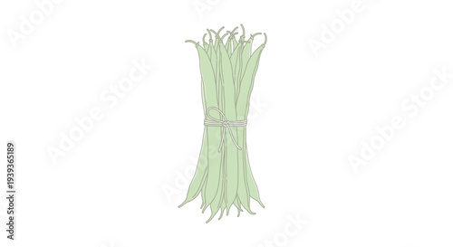 Fresh Green Asparagus Spears Tied Together.