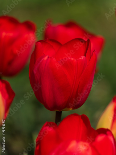 Vibrant red tulip flower in full bloom with blurred green background