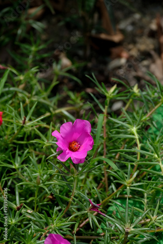 Wallpaper Mural Colorful portulaca grandiflora or moss rose in the home garden Torontodigital.ca