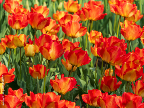 Vibrant red and orange tulips blooming in a spring garden