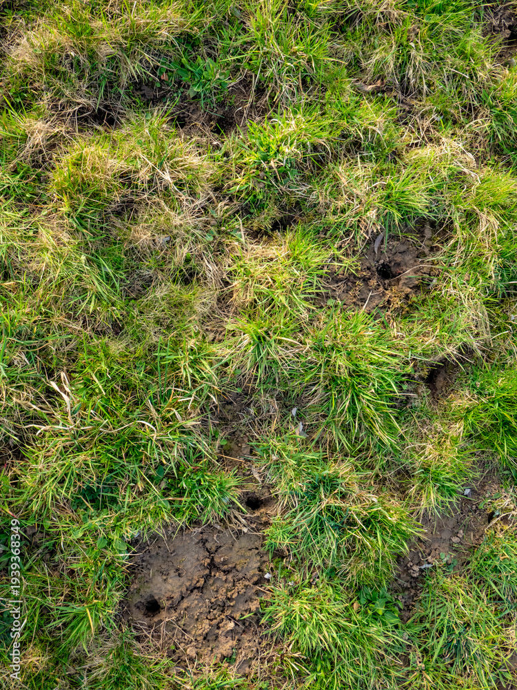 Fototapeta premium Viele Eingängen in einen Wühlmäusebau