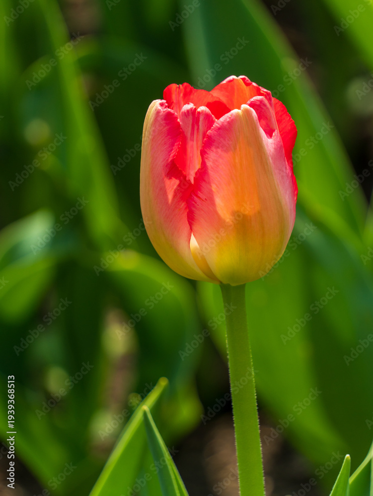 Fototapeta premium Close-up of a vibrant red and yellow tulip bud in a garden