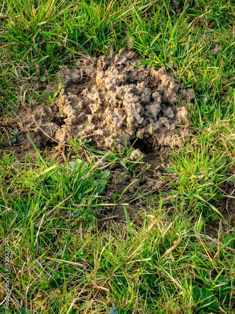 Fototapeta premium Viele Eingängen in einen Wühlmäusebau
