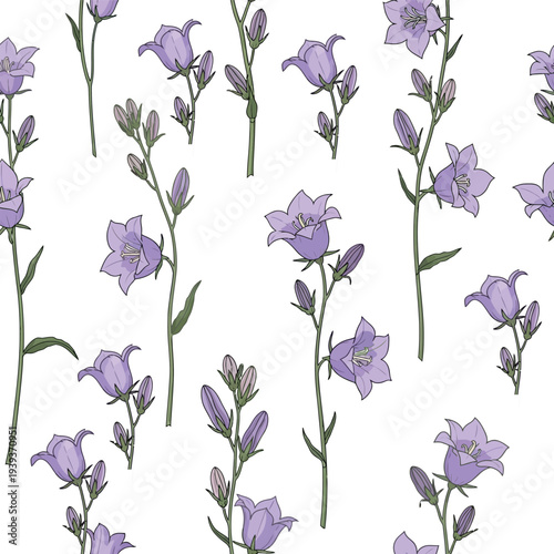Purple bellflowers pattern on white background floral