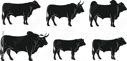 Bull silhouettes with distinct horn shapes and body profiles, vector illustration for agriculture, livestock, animal science, breed identification, design