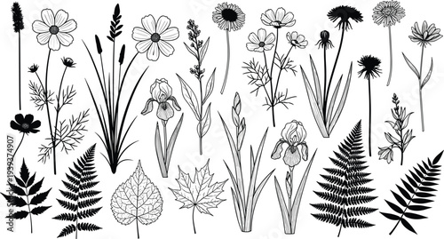Botanical illustrations of flowers and leaves, vector line art showcasing plant diversity, morphology, nature study, educational artwork design