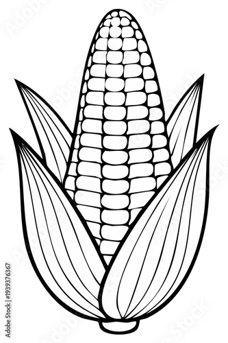 Black and white drawing of a ripe ear of corn with husk leaves