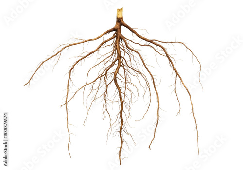 Detailed Tree Root System Isolated on Transparent PNG Background