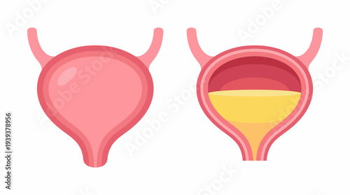 A detailed anatomical illustration showcasing the human bladder, its structure and function, essential for understanding urinary health and the human body's systems.
