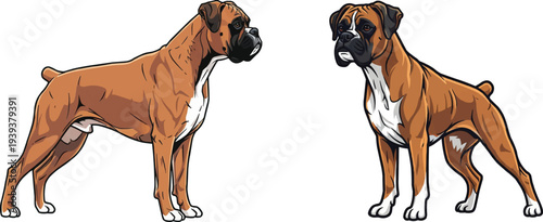 Boxer Dog standing alert looking away & side profile pose set