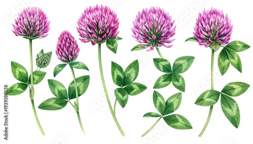 Watercolor clovers pink floral blooms with green leaves on white backdrop, detailed painting