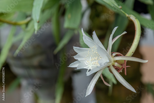 Photos White cactus blossom opening sideways in soft garden light