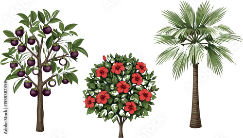 Tropical fruit tree, hibiscus flowering bush and palm tree botanical illustration set, detailed garden plants collection for landscaping, nature design isolated on white