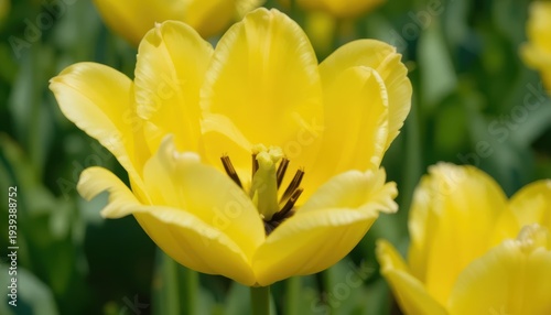 Close Up of Vibrant Yellow Tulip Flower Blooming in a Sunny Garden Featuring Soft Petals