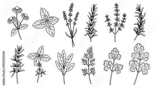 Assorted hand drawn herbs and flowers in black and white sketches ideal for cooking and herbalism designs and projects featuring various botanicals.